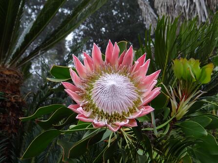 De Meibloem Tenerife